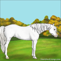 Horse Color:Silver Smoky Black Splash Tobiano Appaloosa 