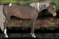 Horse Color:Silver Black Splash Tobiano Appaloosa 