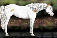 Horse Color:Silver Classic Cream Champagne Sabino Splash Tobiano Snowflake Varnish Rabicano 