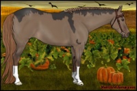 Horse Color:Liver Red Dun 