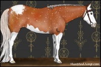 Horse Color:Silver Bay Splash Appaloosa 