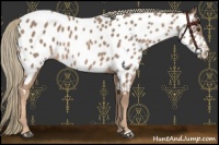 Horse Color:Chestnut Mushroom Near Leopard 