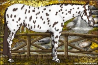 Horse Color:Liver Chestnut Appaloosa