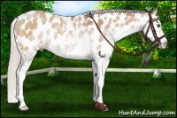 Horse Color:Chocolate Silver Bay Dun Sabino Appaloosa Rabicano
