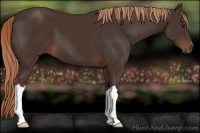 Horse Color:Liver Chestnut 
