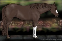 Horse Color:Liver Chestnut 