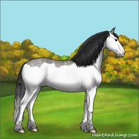 Horse Color:Grullo Ice Splash 
