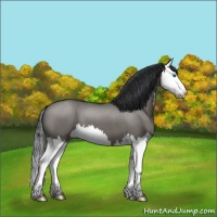 Horse Color:Grullo Roan Splash 