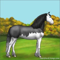 Horse Color:Blue Roan Splash 