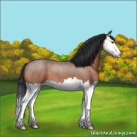 Horse Color:Bay Roan Splash 