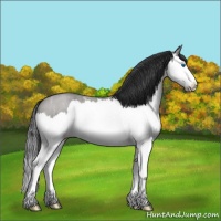 Horse Color:Grullo Ice Roan Splash 