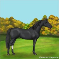 Horse Color:Black 