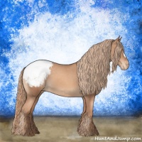 Horse Color:Gold Champagne Appaloosa 