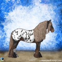 Horse Color:Liver Chestnut Appaloosa Rabicano 