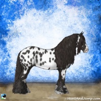 Horse Color:Liver Chestnut Frame Appaloosa Rabicano