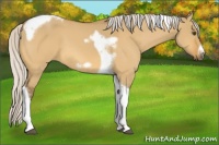 Horse Color:Silver Buckskin Dun Tobiano Frame 