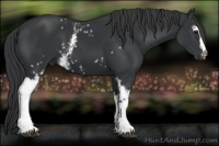 Horse Color:White Spotted Black 