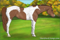 Horse Color:Chestnut Tobiano