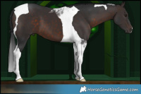 Horse Color:Brown Tobiano 