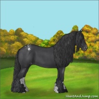Horse Color:Blue Roan Appaloosa 