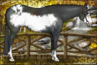 Horse Color:Black Sabino Frame Varnish