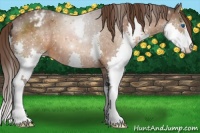 Horse Color:Buckskin Roan Splash Snowflake Varnish