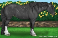 Horse Color:Blue Roan Appaloosa 