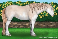 Horse Color:Gold Champagne Sabino Splash 