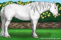 Horse Color:Buckskin Sabino 