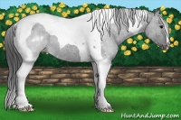 Horse Color:Black Tobiano Varnish Rabicano
