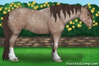 Horse Color:Classic Champagne Roan Snowflake Varnish 