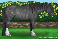 Horse Color:Blue Roan Varnish Rabicano 