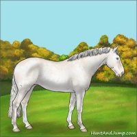 Horse Color:White Spotted Cremello Ice 