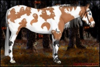 Horse Color:Bay Splash Tobiano Frame 
