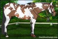 Horse Color:Bay Splash Tobiano Varnish