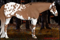 Horse Color:Chestnut Splash Appaloosa 