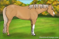 Horse Color:Palomino 