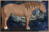Horse Color:Chestnut Sabino