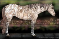 Horse Color:Bay Dun Appaloosa and Amber Champagne Dun Appaloosa
