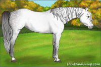 Horse Color:Gray Platinum Liver Chestnut Sabino 