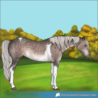 Horse Color:Platinum Chocolate Palomino Tobiano 
