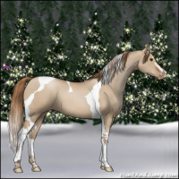 Horse Color:Grullo Pearl Sabino Tobiano Varnish 