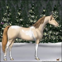Horse Color:Red Dun Pearl Tobiano 