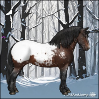 Horse Color:Bay Appaloosa 
