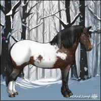 Horse Color:Brown Appaloosa 