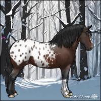 Horse Color:Brown Appaloosa 