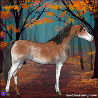 Horse Color:White Spotted Bay 