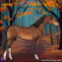 Horse Color:Bay Tobiano 