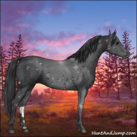 Horse Color:Black 