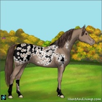 Horse Color:Classic Champagne Tobiano Appaloosa 